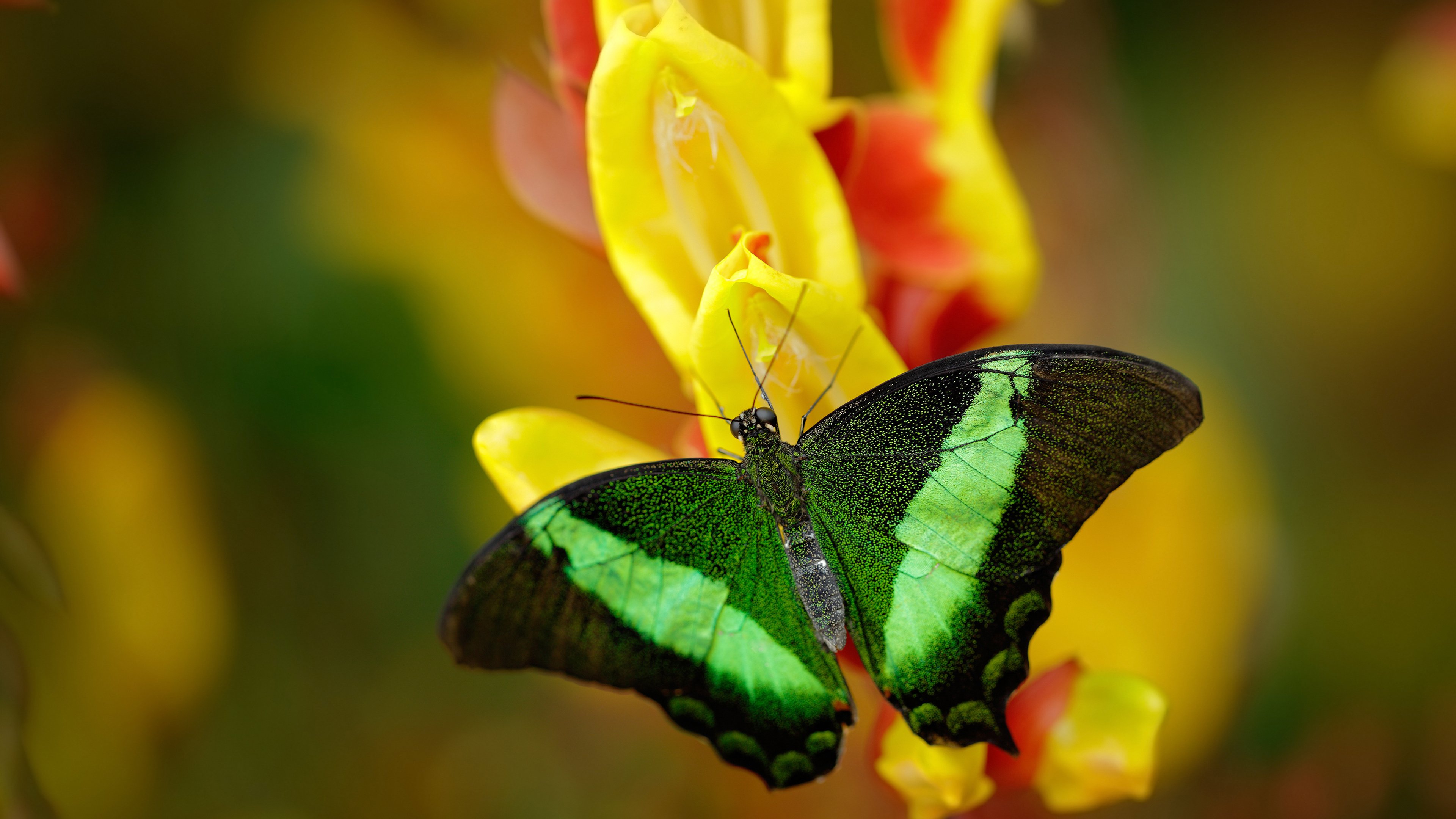 欧冠淘汰赛焦点战，韩国血拼勒沃库森，亚洲风暴席卷欧洲之夜